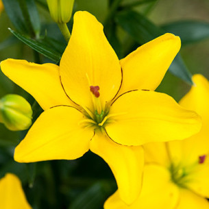Лілія (азіатська) Yellow Cocotte Цибулини рослин -фото №