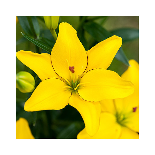 Лілія (азіатська) Yellow Cocotte Цибулини рослин -фото №