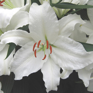 Лілія Casa Blanca Цибулини рослин -фото №