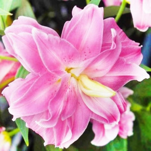 Лілія Lotus Joy Цибулини рослин -фото №