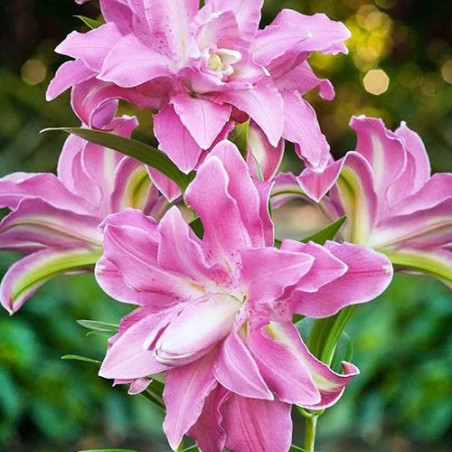 Лілія Lotus Joy Цибулини рослин -фото №