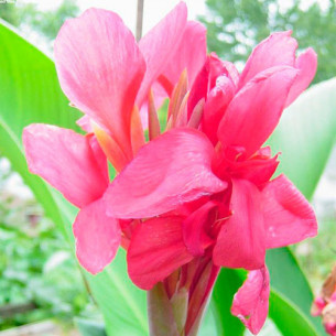 Канна Crimson Beauty Цибулини рослин -фото №
