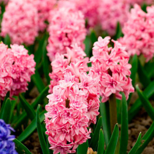 Гіацинт Spring Beauty Гіацинти -фото №