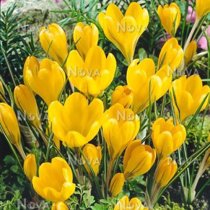 Крокус Yellow Mammouth Крокусы -фото