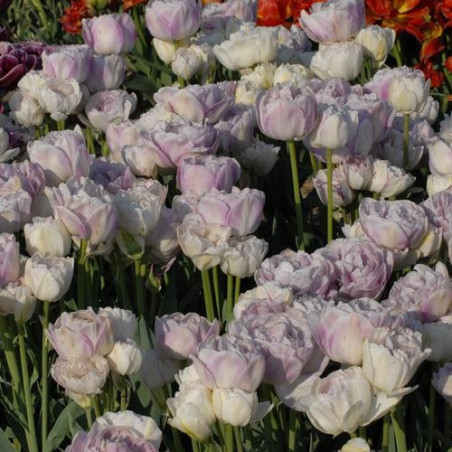 Тюльпан Normandie Тюльпаны -фото