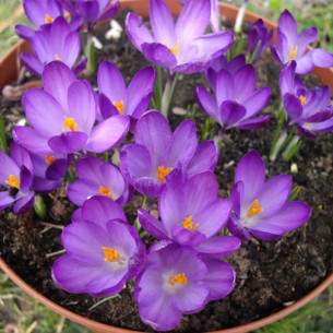 Крокус Whitewell Purple Крокусы -фото