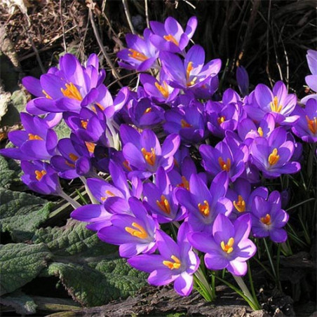 Крокус Whitewell Purple Крокуси -фото №