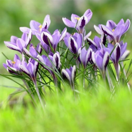 Крокус Spring Beauty Крокусы -фото