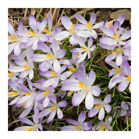 Крокус Lilac Beauty