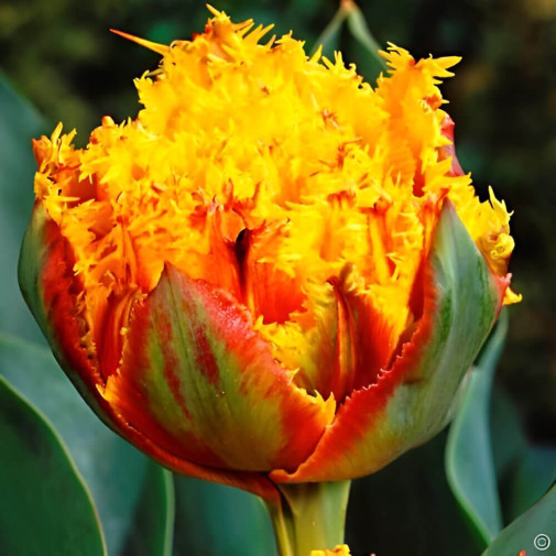 Тюльпан Crispion Beauty