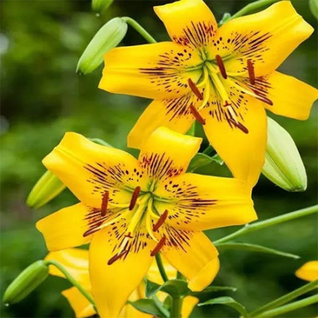 Лілія Yellow Bruse Цибулини рослин -фото №