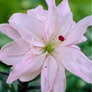 Лилия Spring Pink Лилии -фото