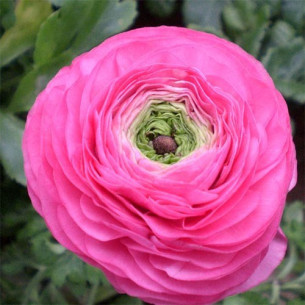 Лютик (ранункулюс) Рожевий Цибулини рослин -фото №