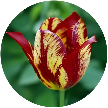 Лилиецветные Тюльпаны