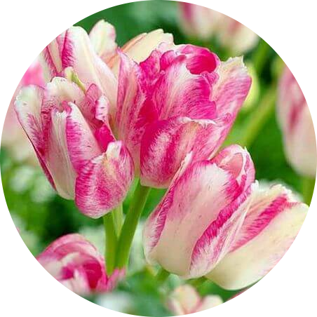Багатоквіткові Тюльпани