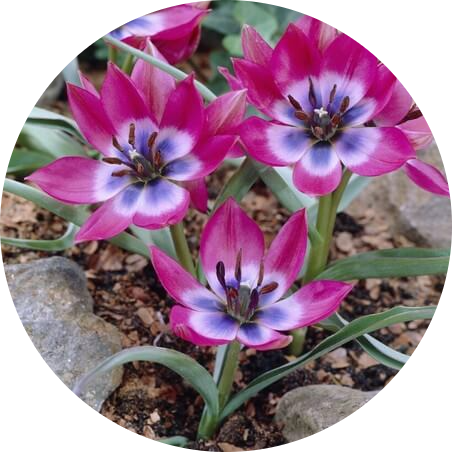 Ботанічні тюльпани