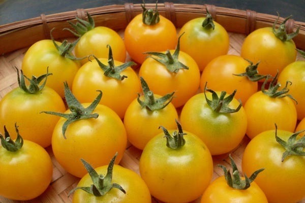 Лучшие сорта желтых томатов с доставкой почтой по Украине по доступной цене- - цветочная рассада и садовые саженцы Новафлора